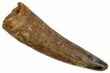Fossil Spinosaurus Tooth - Real Dinosaur Tooth #345475-1